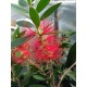 Kefevirág, piros - Callistemon
