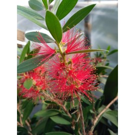 Kefevirág, piros - Callistemon