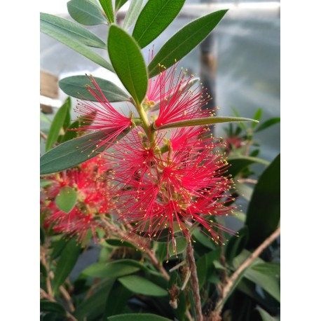 Kefevirág, piros - Callistemon