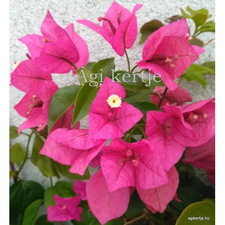 16-Rózsaszín tulipános-Murvafürt-Bougainvillea-Rosa Catalina