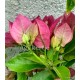 16-Rózsaszín tulipános-Murvafürt-Bougainvillea-Rosa Catalina