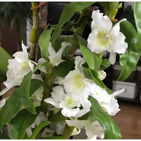 Dendrobium orchida fehér, bambusz orchidea