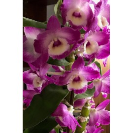 Dendrobium orchida lila, bambusz orchidea