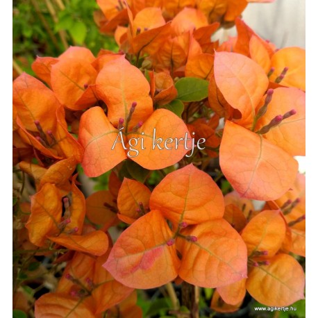 19-Narancs-piros-pink-Murvafürt-Bougainvillea