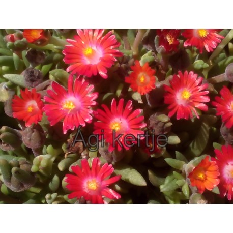 Delosperma-Grenade-gránát vörös