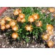 Delosperma-Topas-narancs
