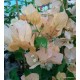 40 - Világos arany - Golden Tango - Murvafürt - Bougainvillea