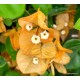 40 - Világos arany - Golden Tango - Murvafürt - Bougainvillea