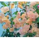 40 - Világos arany - Golden Tango - Murvafürt - Bougainvillea