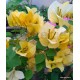 40 - Világos arany - Golden Tango - Murvafürt - Bougainvillea