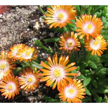 Delosperma-Topas-narancs
