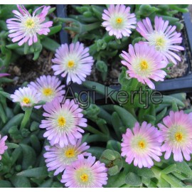 10 - Kristályvirág - Délvirág - Delosperma Rosequarz-rózsaszín