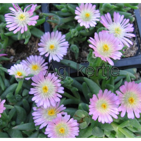 Delosperma-Rosequarz-rózsaszín