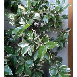 Csillagjázmin, tarka levelű - Trachelospermum jasminoides variegata