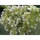 Cserjés hortenzia - Dupla virágú -  Hydrangea arborescens Starburst 