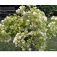 Cserjés hortenzia - Dupla virágú -  Hydrangea arborescens Starburst 