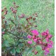 9 - Selyemmirtusz, bordós piros - Lagerstroemia indica - 'Red Imperátor'