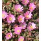 Delosperma-Beaufort beauty-kicsi rózsaszín