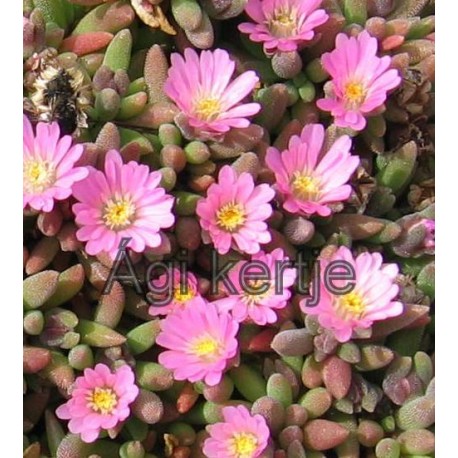 Delosperma-Beaufort beauty-kicsi rózsaszín