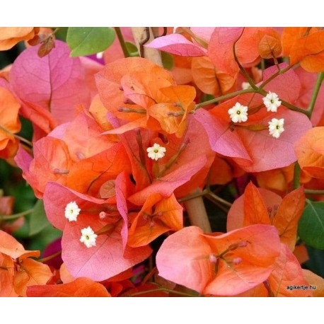 46 - Narancsos-barackos - Louis Wattan - Murvafürt - Bougainvillea