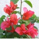 24-Sötétpiros-magenta-Murvafürt-Bougainvillea-Scarlet O'Hara