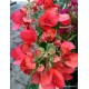 24-Sötétpiros-magenta-Murvafürt-Bougainvillea-Scarlet O'Hara