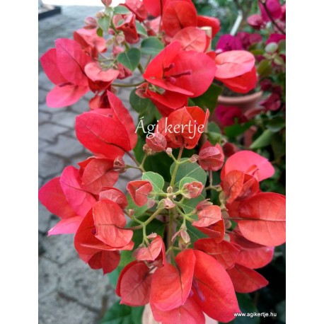 24-Sötétpiros-magenta-Murvafürt-Bougainvillea-Scarlet O'Hara