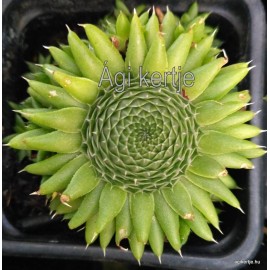 43 - Kövirózsa - Vöröses hegyű mongolkövirózsa - Orostachys japonica