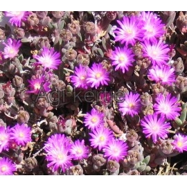 8 - Kristályvirág - Delosperma luckhoffi- lilás rózsaszín