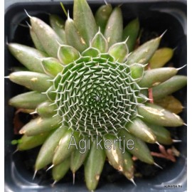 45 - Kövirózsa - Barnás mongol kövirózsa - Orostachys japonica