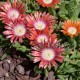 Delosperma-dyeri red Montain-piros nagyvirágú