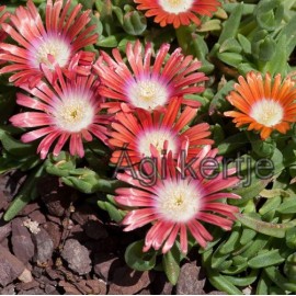 11 - Kristályvirág - Délvirág - Delosperma dyeri Red Montain-piros nagyvirágú