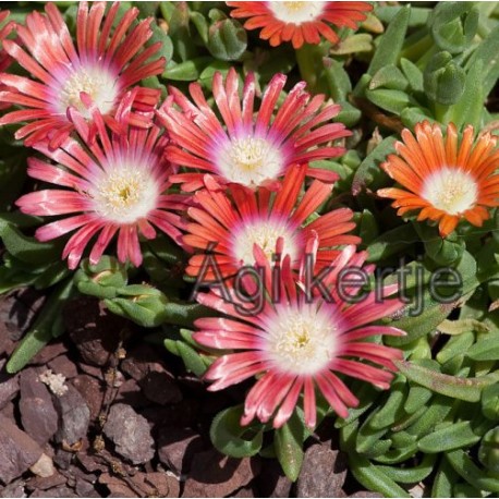 Delosperma-dyeri red Montain-piros nagyvirágú