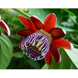 10 - Passiflora alata - Golgotavirág, piros