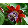 10 - Passiflora alata - Golgotavirág, piros