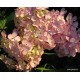 Kerti hortenzia - Hydrangea macrophylla  'AVANTGARDE'