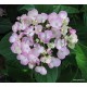 Kerti hortenzia - Hydrangea macrophylla  AYESHA
