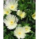 Delosperma-White Nuggets-fehér nagyvirágú