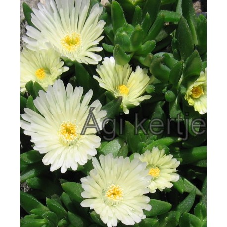 Delosperma-White Nuggets-fehér nagyvirágú