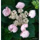 Kerti hortenzia - Hydrangea macrophylla  'CAMINO'