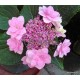 Kerti hortenzia - Hydrangea macrophylla 'CASSIOPE'