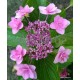 Kerti hortenzia - Hydrangea macrophylla 'CASSIOPE'