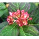 Kerti hortenzia - Hydrangea macrophylla 'MISS SAORI'