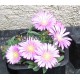 Delosperma-Pink Zulu-rózsaszín nagyvirágú