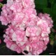 Kerti hortenzia - Hydrangea macrophylla 'MISS SAORI'