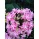 Kerti hortenzia - Hydrangea macrophylla  'PERFECTION'
