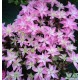 Kerti hortenzia - Hydrangea macrophylla  'PERFECTION'