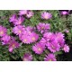 Delosperma-Pink Zulu-rózsaszín nagyvirágú
