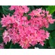 Kerti hortenzia - Hydrangea macrophylla 'WOW TIME'