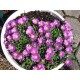 Delosperma-Pink Zulu-rózsaszín nagyvirágú